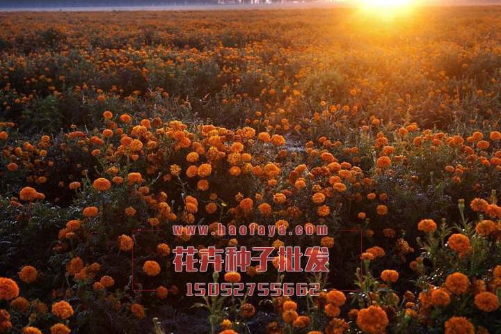 萬壽菊種子播種效果展示