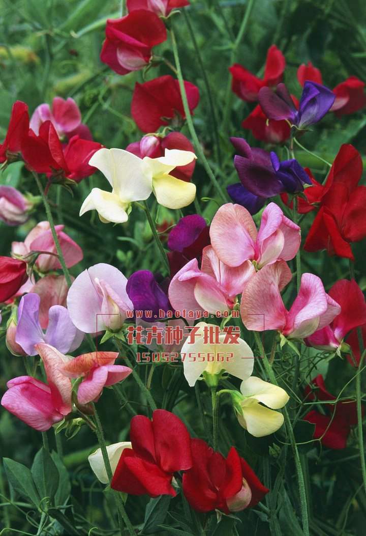 香豌豆種植技術(shù)