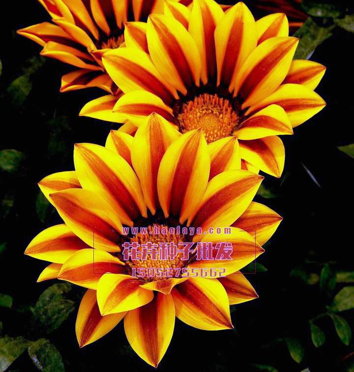 勛章菊種子播種效果展示