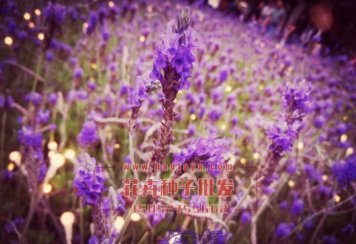 薰衣草是一種香水植物