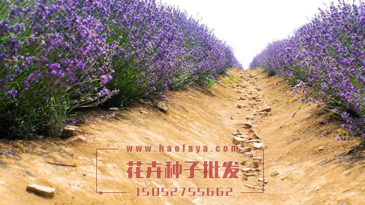 薰衣草的特點(diǎn)