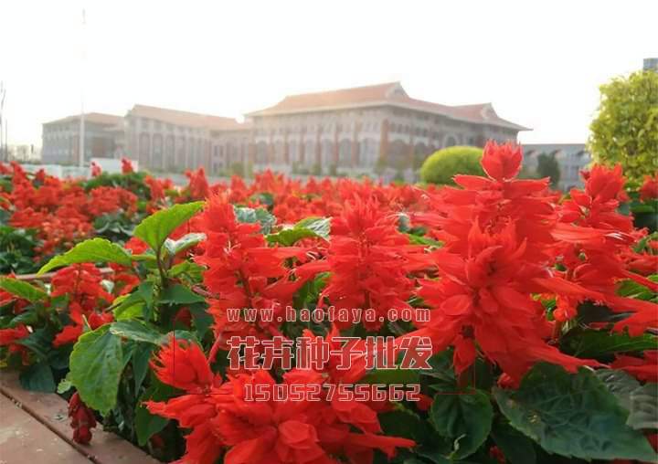 一串紅栽培管理