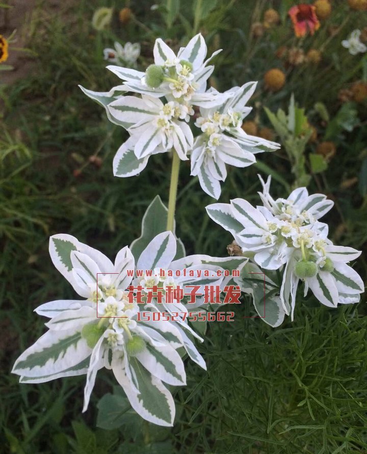 銀邊翠種子銷售價格