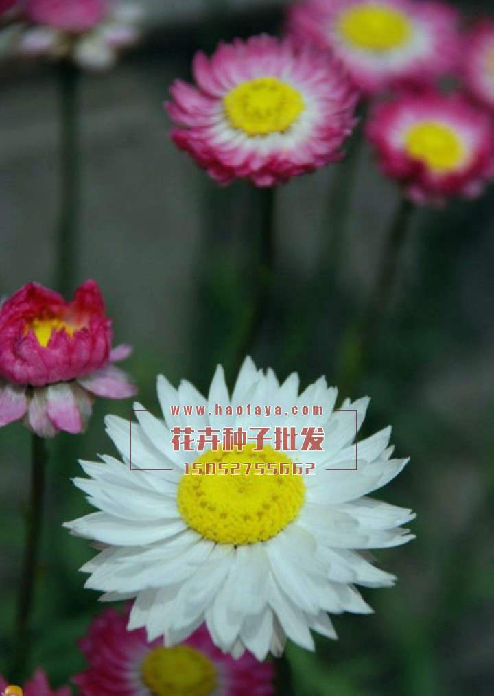 永生菊種子銷售價格