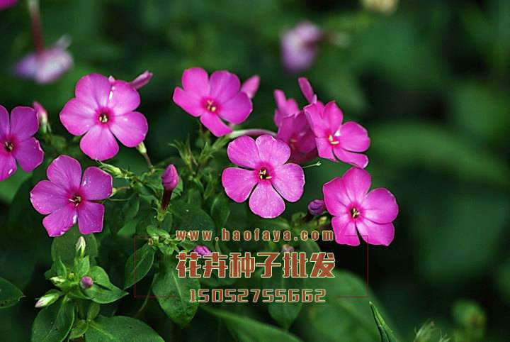 長春花種子銷售價格