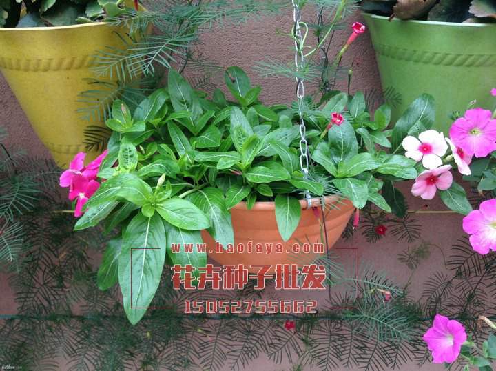 長春花種子供應公司