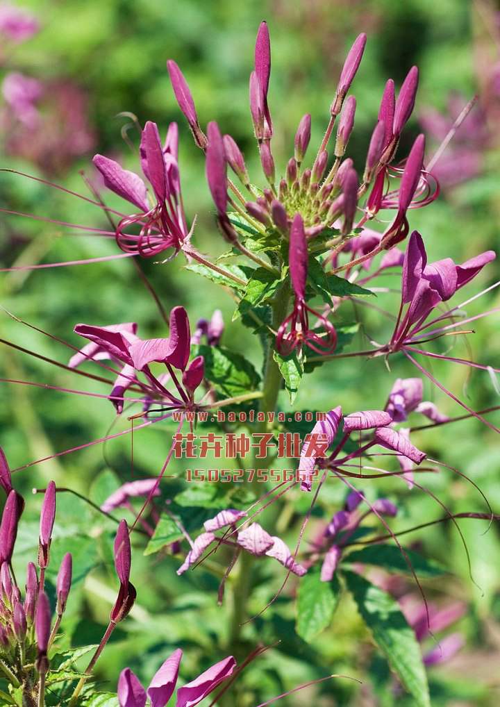 醉蝶花種植技術(shù)
