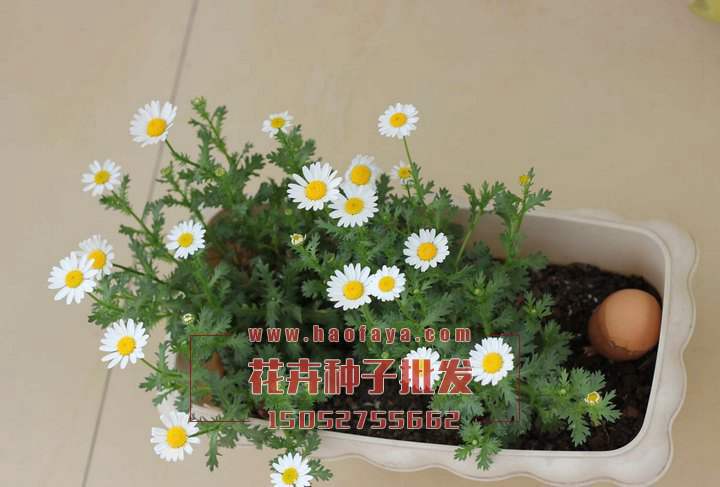 白晶菊種子種植技術(shù)