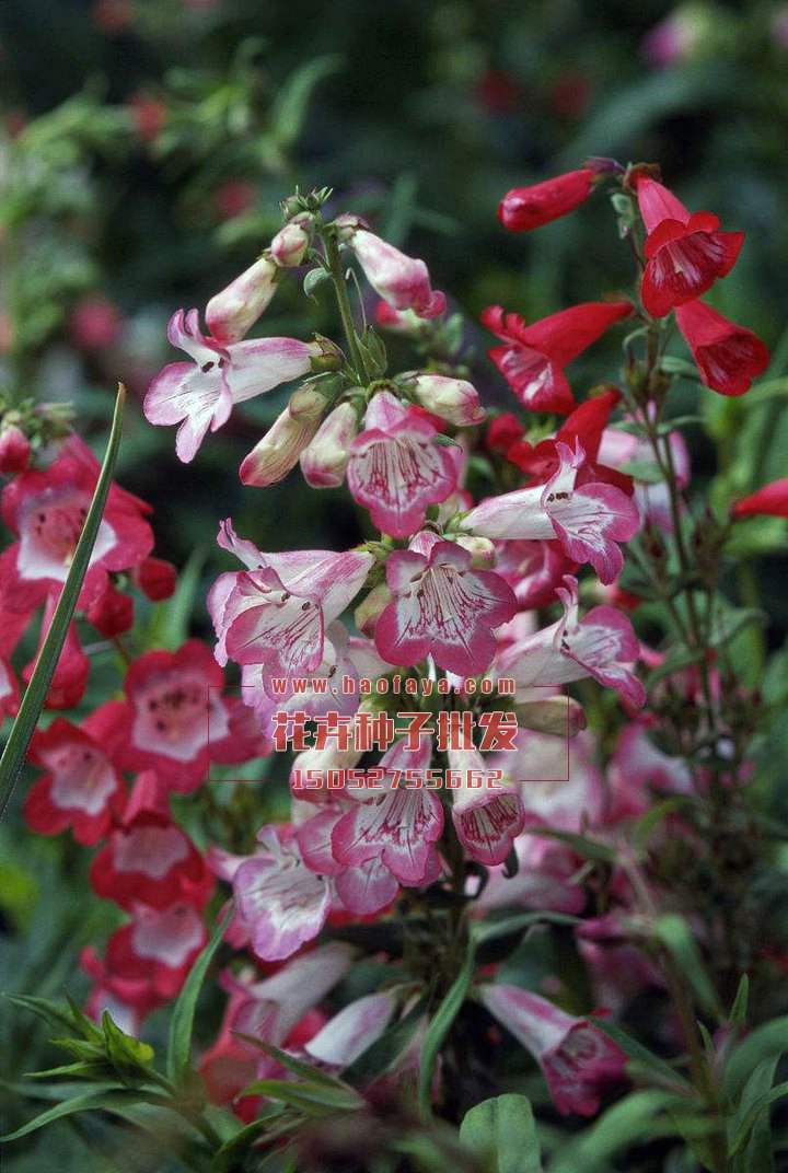 釣鐘柳種子供應(yīng)公司