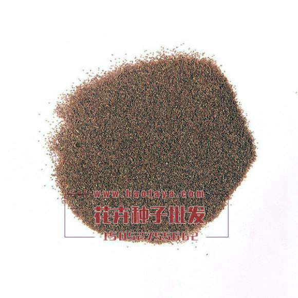 風(fēng)鈴花種子