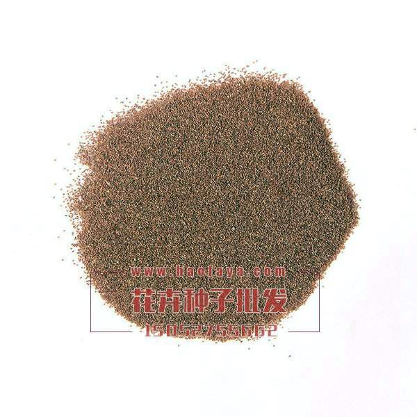 風(fēng)鈴花種子