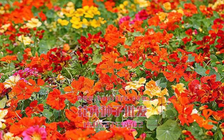 旱金蓮種子銷售價(jià)格