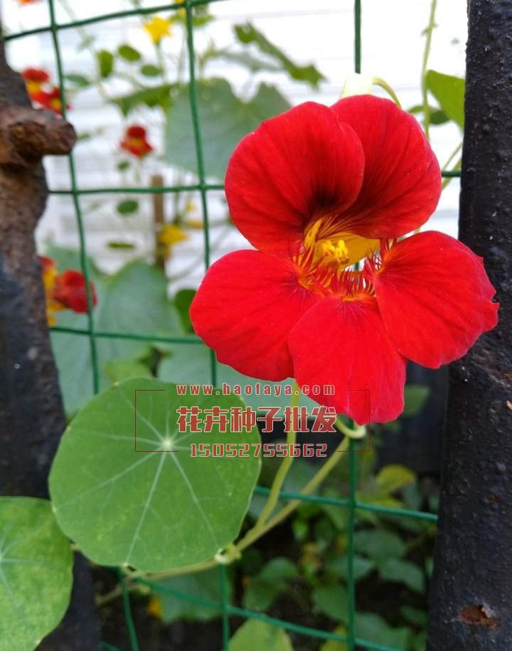 旱金蓮種子供應(yīng)公司