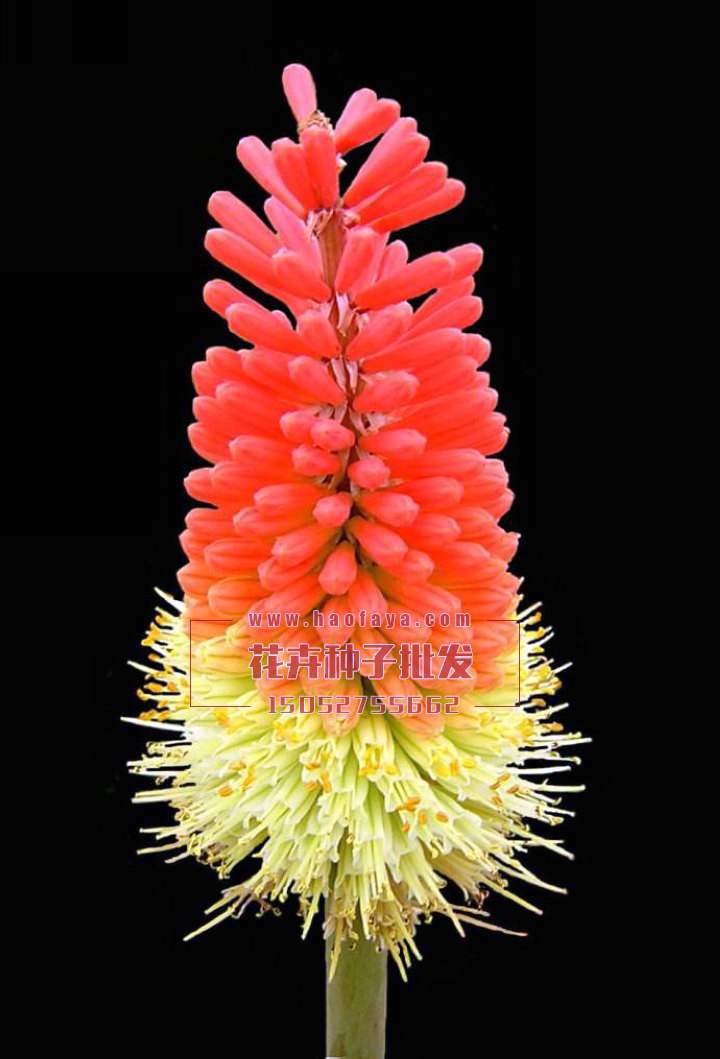 火炬花種子批發(fā)