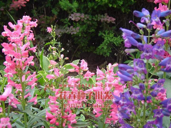 金魚草種子批發(fā)