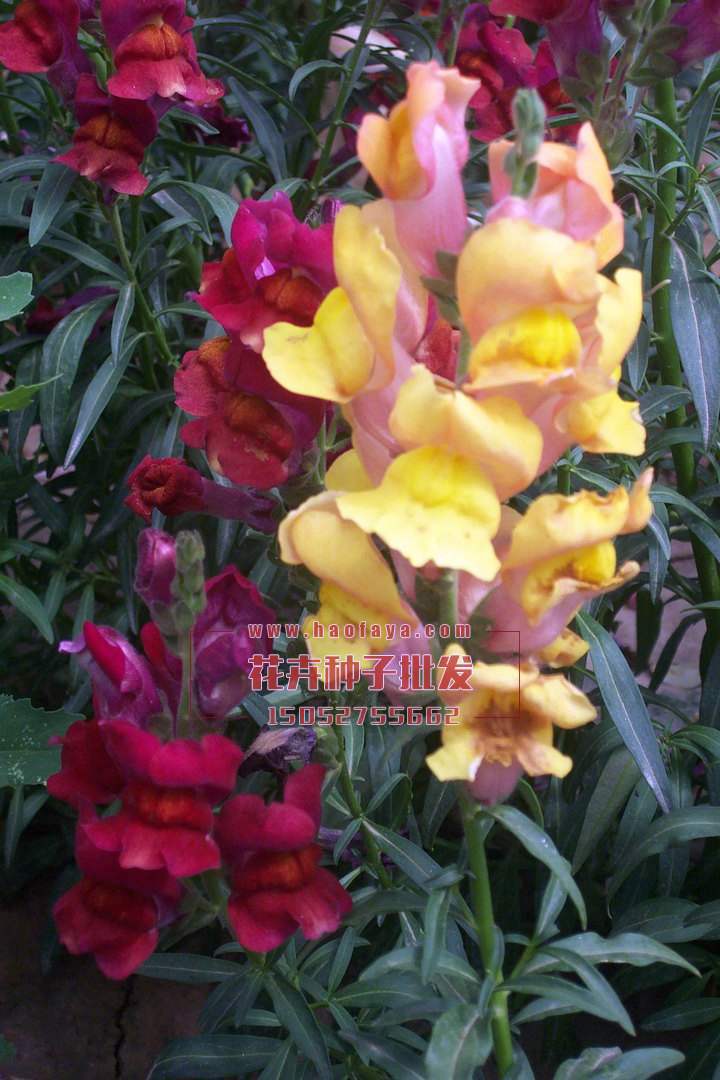 金魚草種子銷售價格