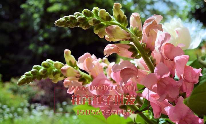 金魚草種子供應(yīng)公司