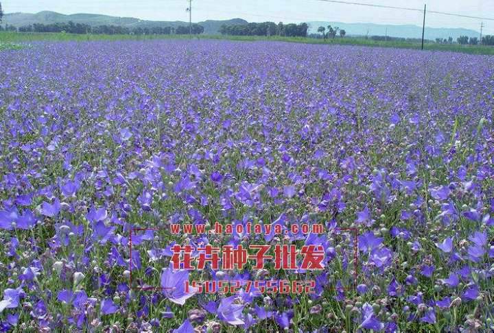 藍(lán)薊種子供應(yīng)公司