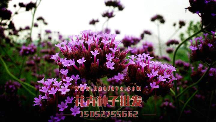 柳葉馬鞭草種子銷售價格