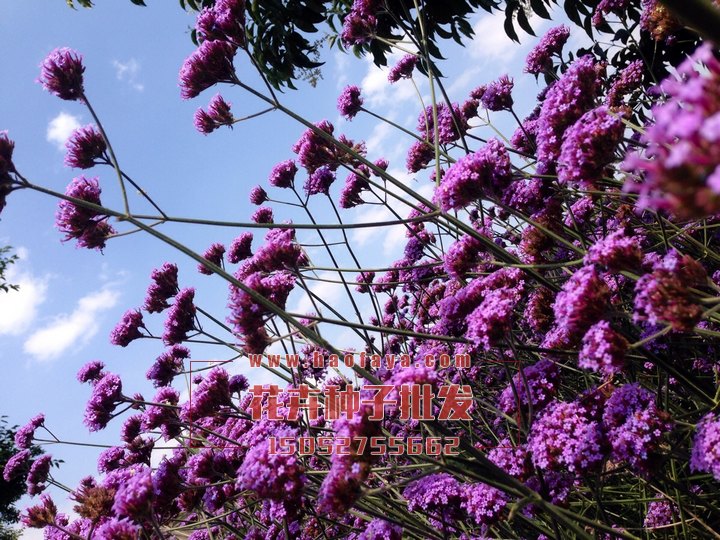 柳葉馬鞭草種子播種效果展示