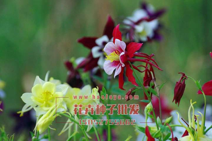 耬斗菜種植i技術(shù)