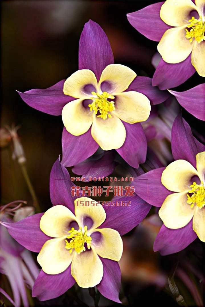 耬斗菜種子銷售價(jià)格