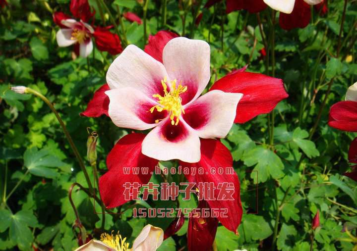 大花耬斗菜種子供應(yīng)公司