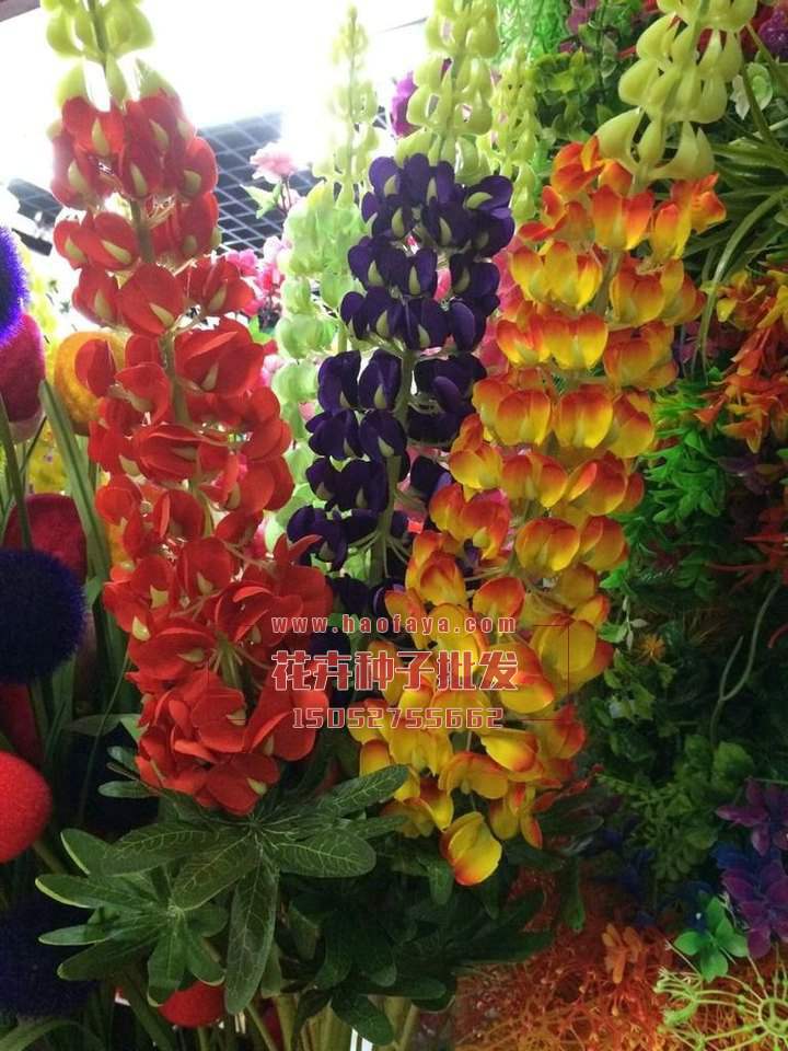 魯冰花種子批發(fā)