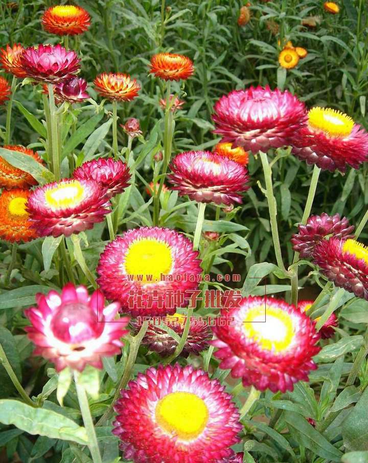 麥稈菊種植技術(shù)