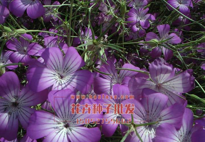 麥仙翁種子銷售價(jià)格