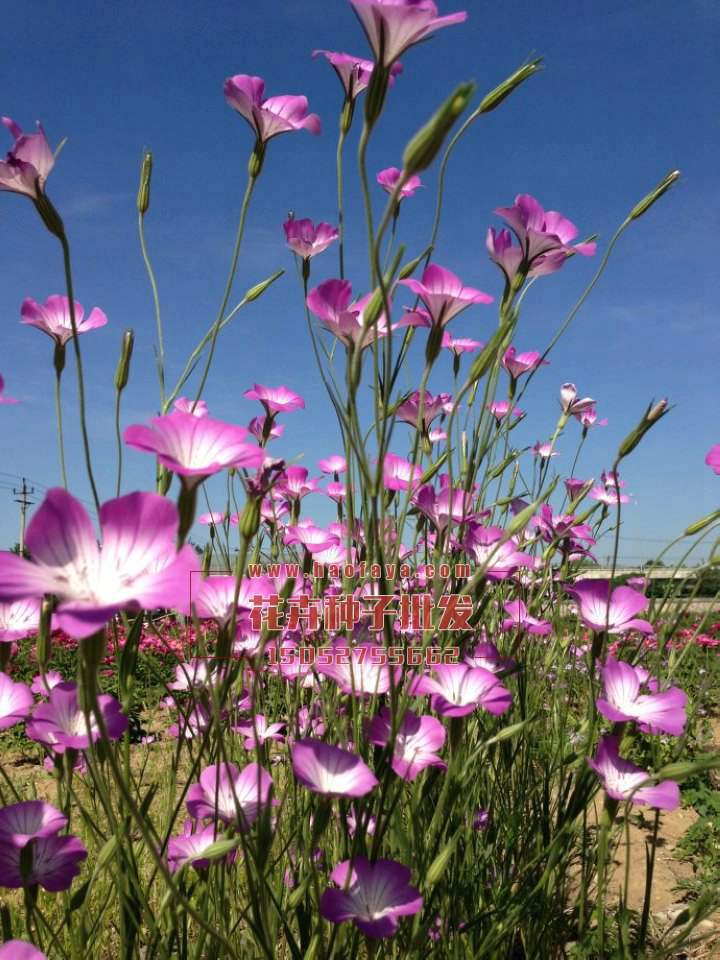 麥仙翁種子供應(yīng)公司