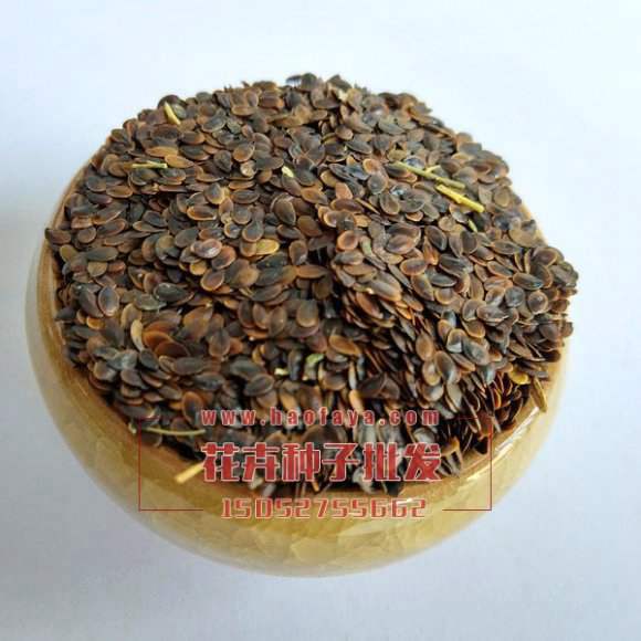 藍(lán)花亞麻種子