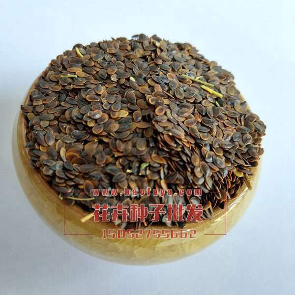 藍(lán)花亞麻種子