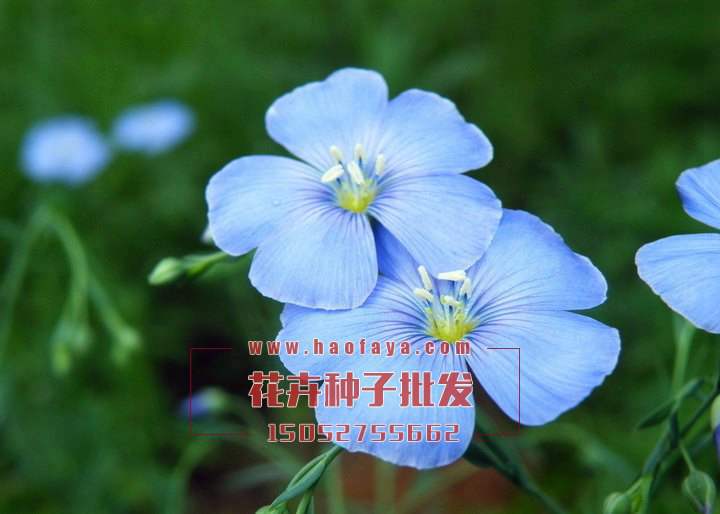 藍(lán)花亞麻種子批發(fā)