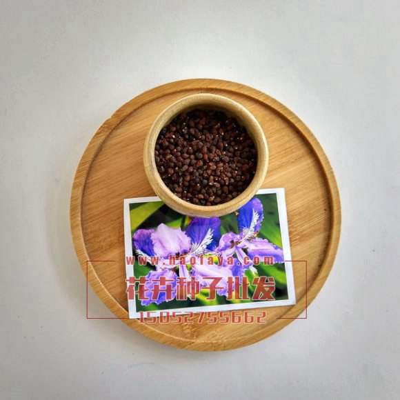 藍(lán)花鳶尾種子