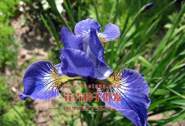 藍花鳶尾花種植技術(shù)‘’