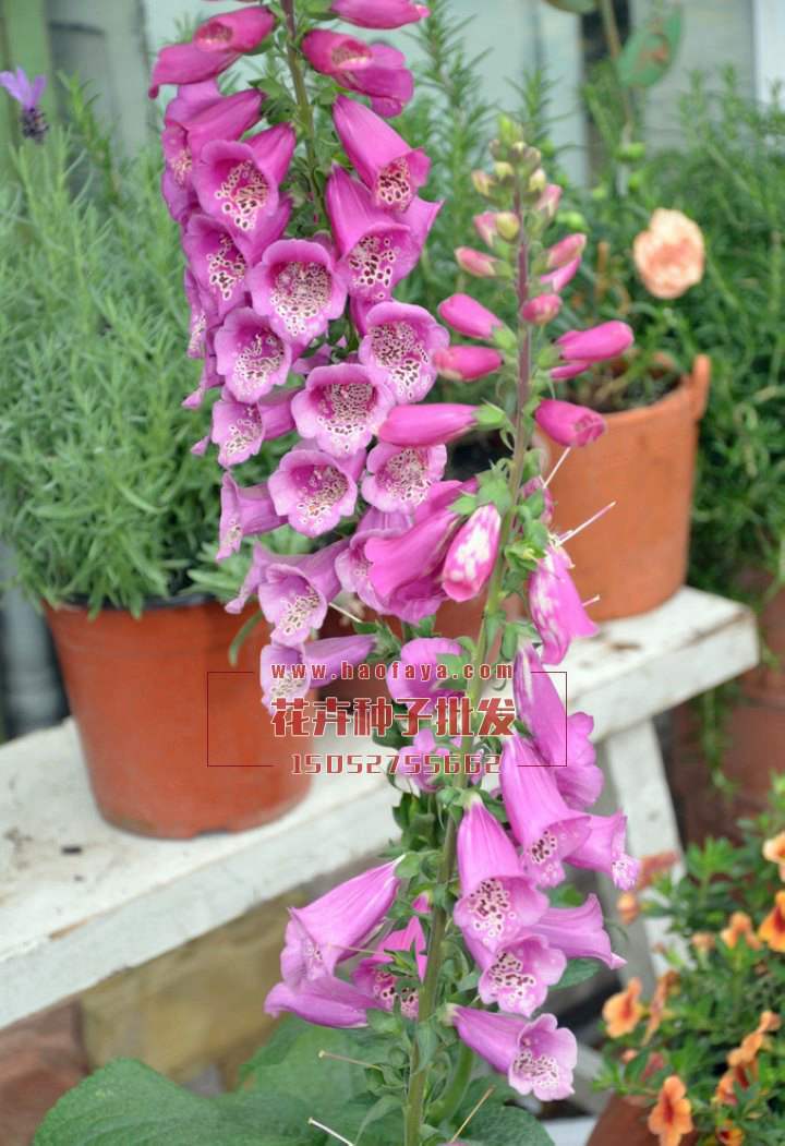 毛地黃種子批發(fā)