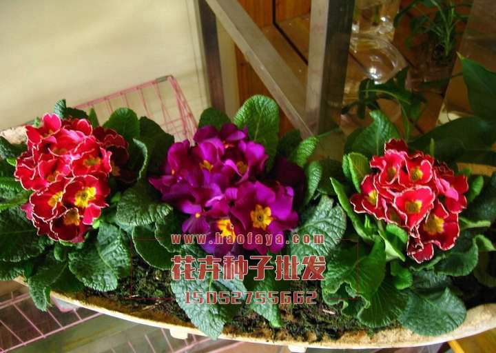 歐洲報(bào)春花種子播種效果展示