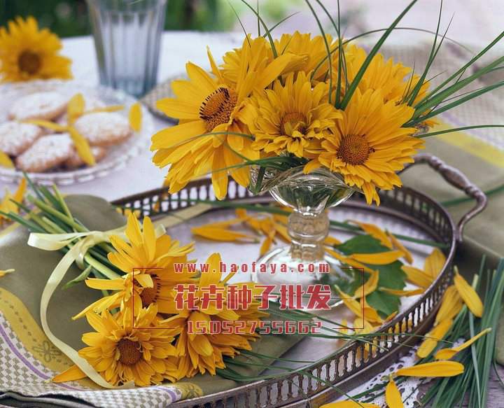 日光菊種子銷售價格