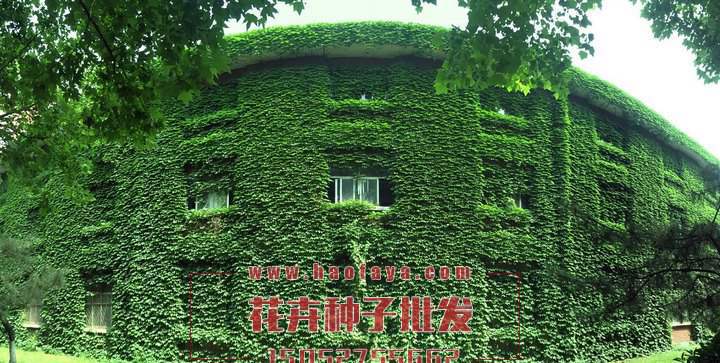 爬山虎種子銷售價(jià)格