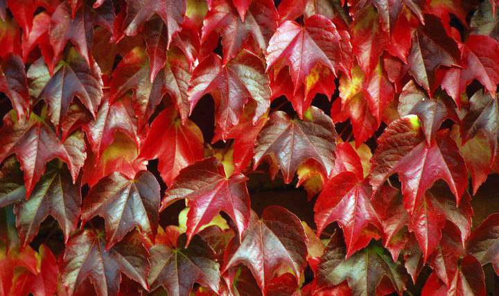 紅色爬山虎種子