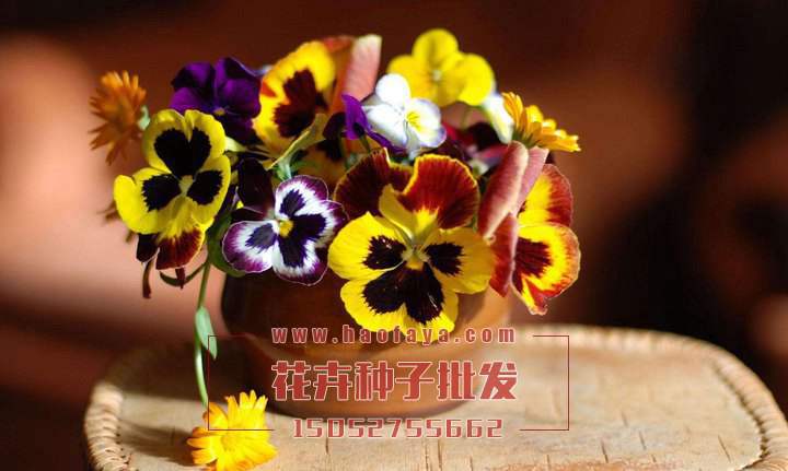 三色堇種子播種效果展示