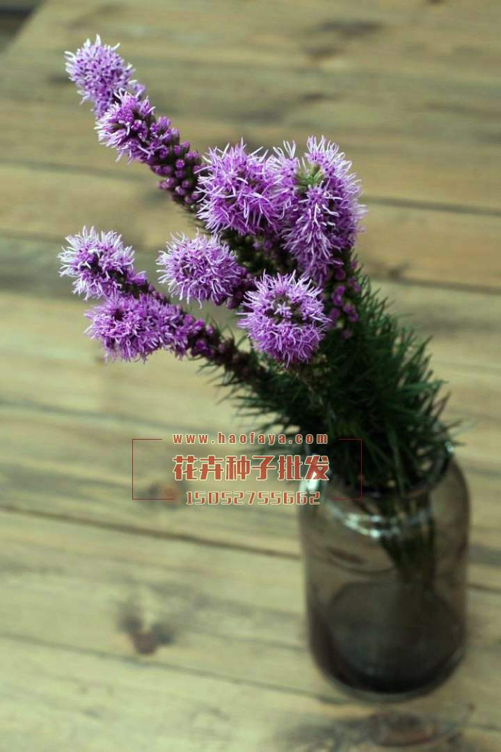 蛇鞭菊種子供應公司