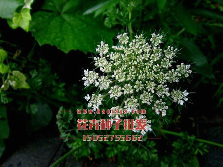 蓍草種子供應(yīng)公司