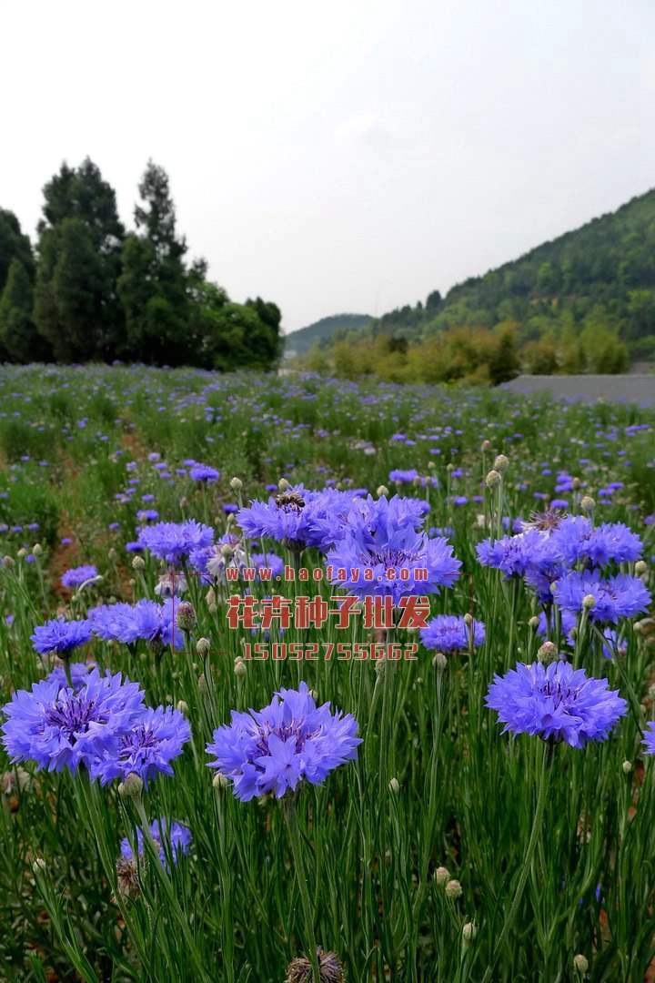 矢車菊種植技術(shù)