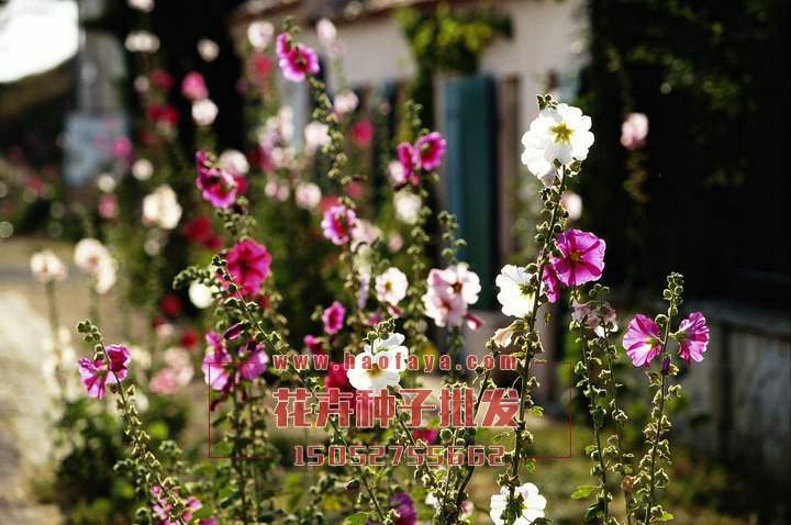 蜀葵栽培管理技術(shù)