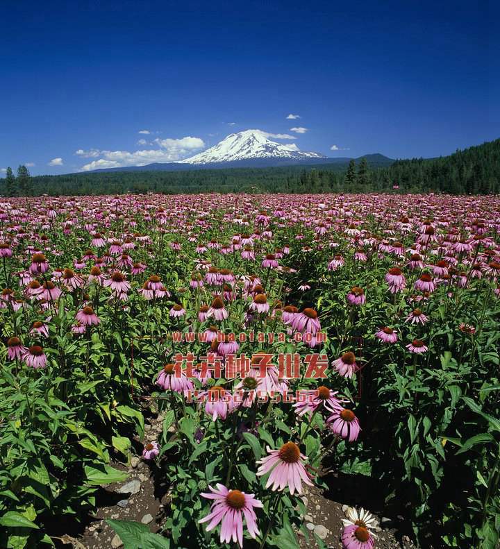 松果菊種子銷售價格