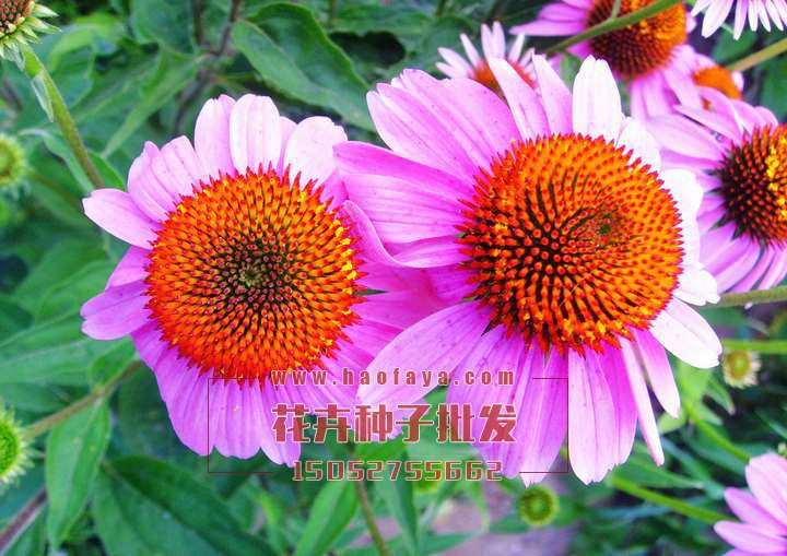 松果菊種子供應(yīng)公司