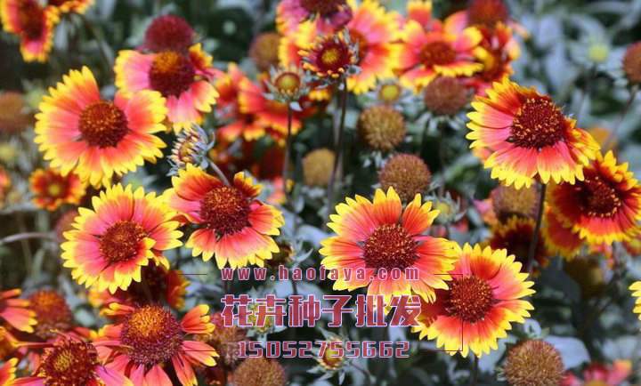 天人菊種子批發(fā)