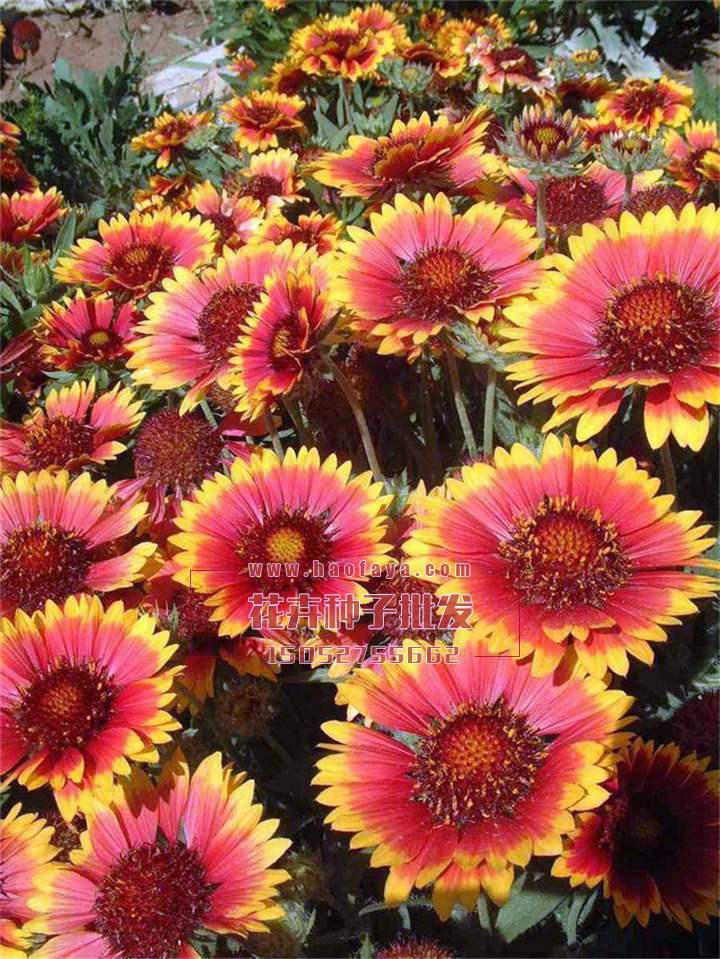 天人菊種子供應(yīng)公司